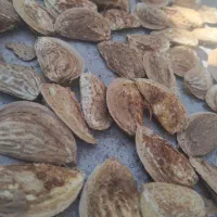 بادام کاغذی تازه درجه یک