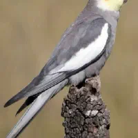عروس هلندی