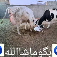 گاو. تلیسه. گاوشیری|حیوانات مزرعه|خرم‌آباد, |دیوار