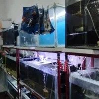 فروش لوازم آکواریوم فروشی|ماهی|سراوان, |دیوار