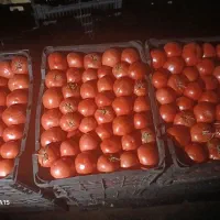 گوجه درجه یک|عمدهفروشی|ازنا, |دیوار