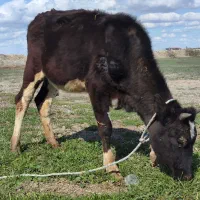 گوساله هلشتاین