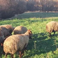 گوسفند بره دار مالچه|حیوانات مزرعه|سنندج, |دیوار