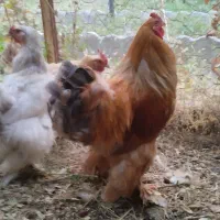 مرغ و خروس بقلمون