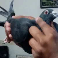 کبوتر کارل میولمنز|پرنده|تربت‌حیدریه, بازار|دیوار