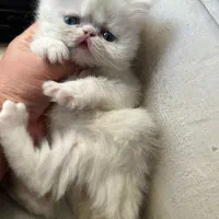 گربه|گربه|گرگان, |دیوار