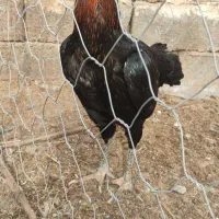 یک عدد مرغ لاری|حیوانات مزرعه|پائین جام, |دیوار