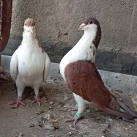 کبوتر ساده هفترنگ و ساده سبز|پرنده|مشهد, فتح المبین|دیوار