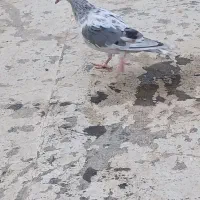 ۱۵تا جوجه دو سه پر آخر  پرنده