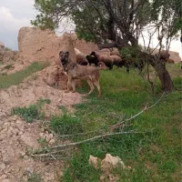 سگ سرابی عراقی پژدر