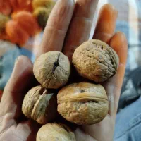 خشکبار|عمده‌فروشی|کرج, المهدی|دیوار