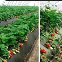 سوله  تولید گیاهان گلخانه ای|خدمات باغبانی و درختکاری|سبزوار, قصبه شرقی|دیوار