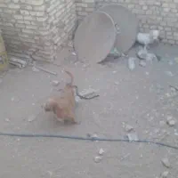 سگ پاکوتاه