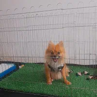 سگ پامرین خوشکل