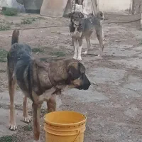 فروش دوقلاده توله
