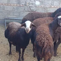 میش غزل|حیوانات مزرعه|قره چای, |دیوار