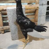 لاری جوجه|حیوانات مزرعه|کرمان, |دیوار