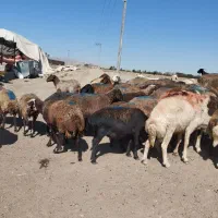 میش تخمی جوان