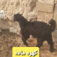 میش کولار کهره بز  قیمت مناسب|حیوانات مزرعه|شیراز, شهرک گلستان|دیوار