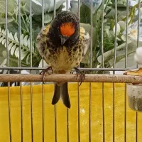 یک عدد گلبسر عطیقه مست به خوان شلاقی|پرنده|شیروان (خراسان), |دیوار