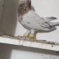 سار کله هما