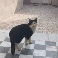 گربه نر|گربه|عسگران, |دیوار