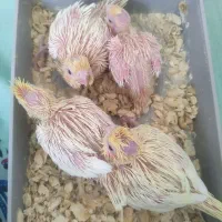 جوجه عروس هلندی|پرنده|شیراز, شهرک جماران|دیوار