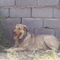 سگ پژدر
