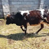 یک راس گاو شیرده با 4ماه حاملگی