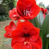 پیاز گل آماریلیس هلندی شیپوری