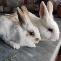 خرگوش نروماده