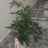 گل شفلر با گلدان سفالی بزرگ  ۰۰۰ ۸۵۰ هزارتومن