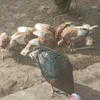 7تا بوقلمون 5ماهه برنز