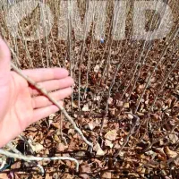 نهال پسته امید مهریز|خدمات باغبانی و درختکاری|مهریز, |دیوار