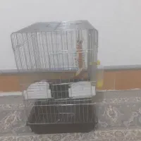 قفس