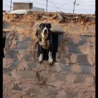 سگ جوان فروشی دهن پاک توگوسفندم بسته بوده