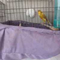 قناری نر ابلق