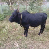 ورزای چالوسی