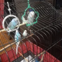 پرنده ای مرغ عشق