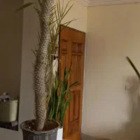 نخل ماداگاسکار گل