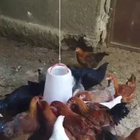 مرغ گلپایگان تخم گذار