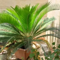 سیکاس|گل و گیاه طبیعی|قائم‌شهر, |دیوار