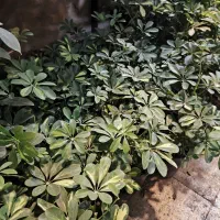 گل و گیاه آپارتمانی شفرلا