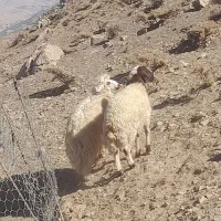 دوعدد بره قوچ داشت نمونه