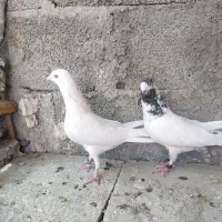 کفتر پاکستانی فروشی