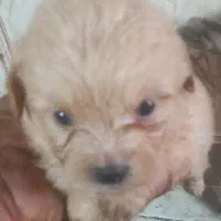فروش چندتا بچه سگ پاکوتاه نجات دار
