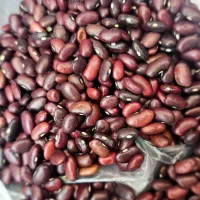 لوبیا قرمز خارجی اعلا