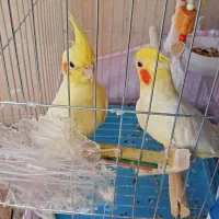 عروس هلندی بازیگوش|پرنده|خرمدره, |دیوار