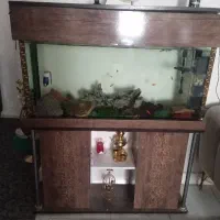 آکواریم بدون وسایل|ماهی|پاکدشت, پاکدشت (مامازند)|دیوار