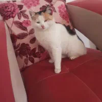 واگذاری گربه|گربه|تبریز, |دیوار